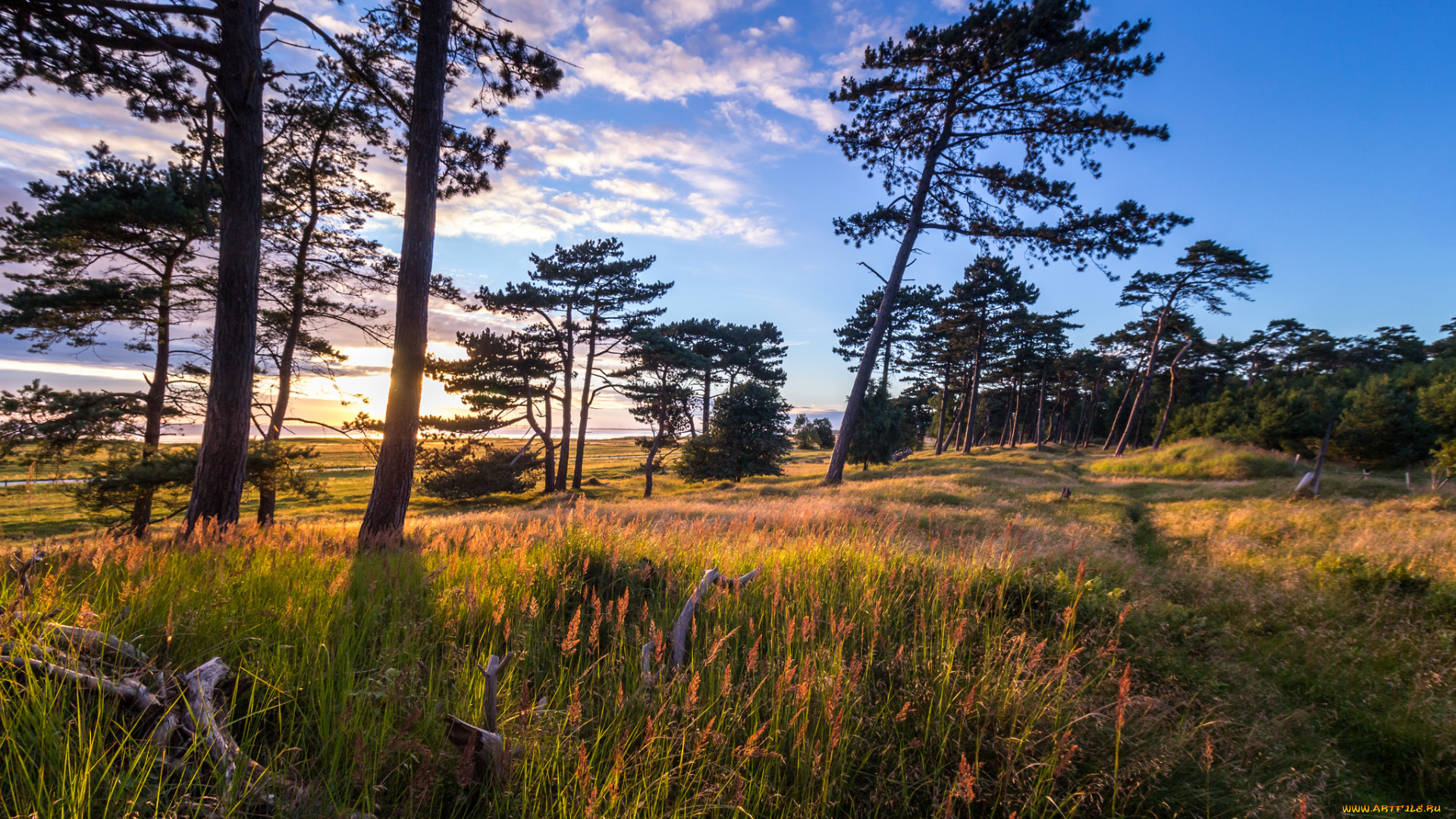 природа, пейзажи, дерево