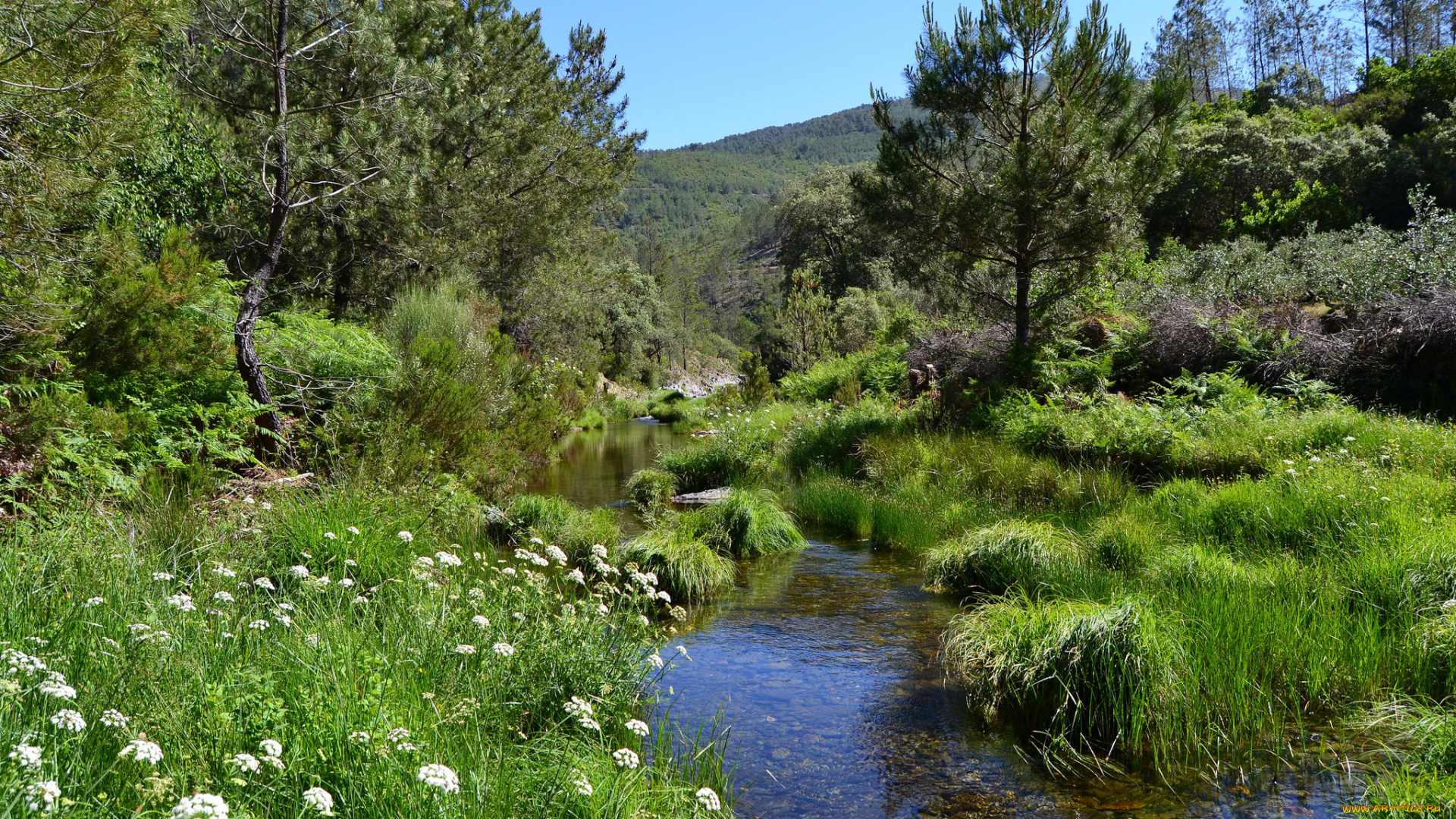 природа, реки, озера, лес, река