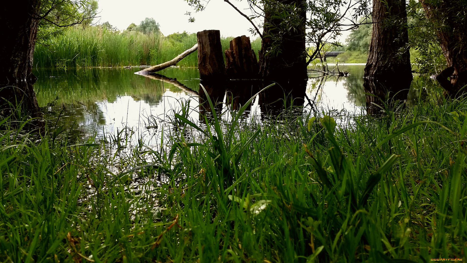 природа, реки, озера, река, лес