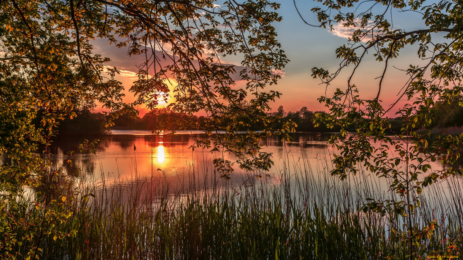 природа, реки, озера, река, лес