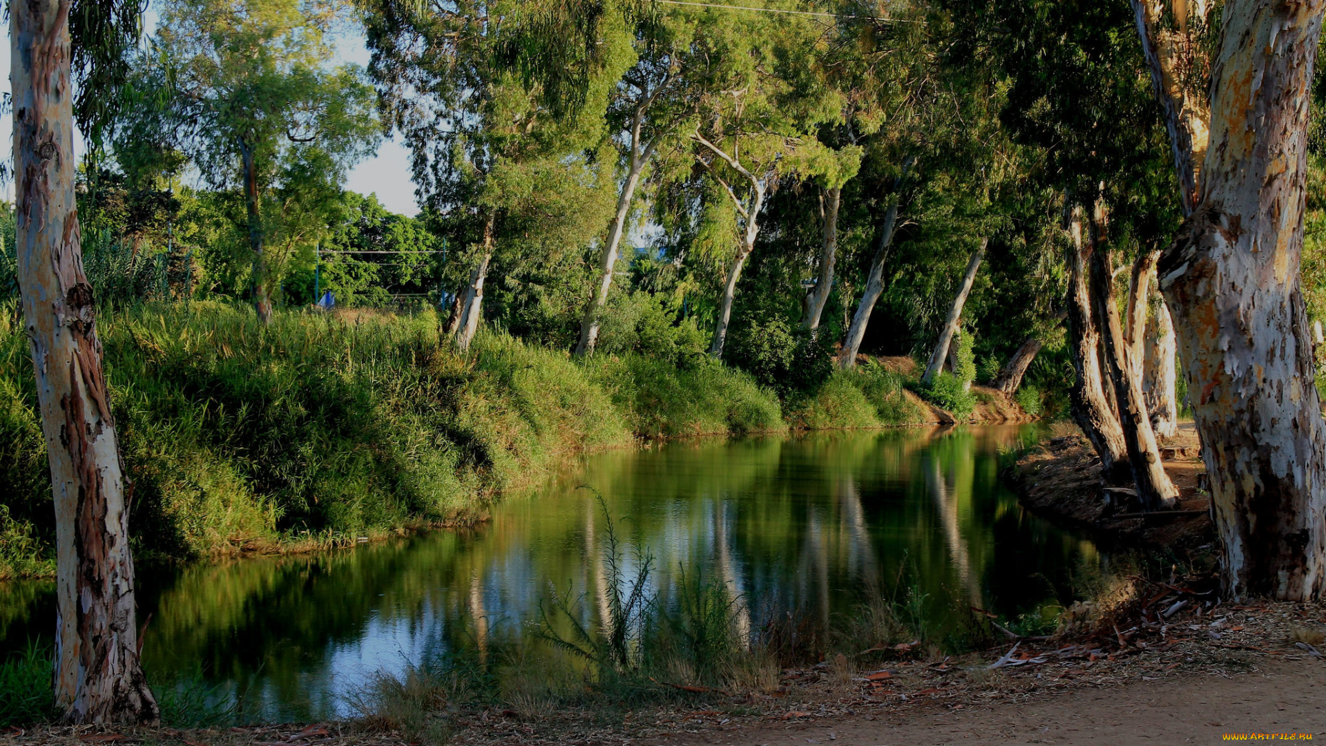 природа, реки, озера, река, лес