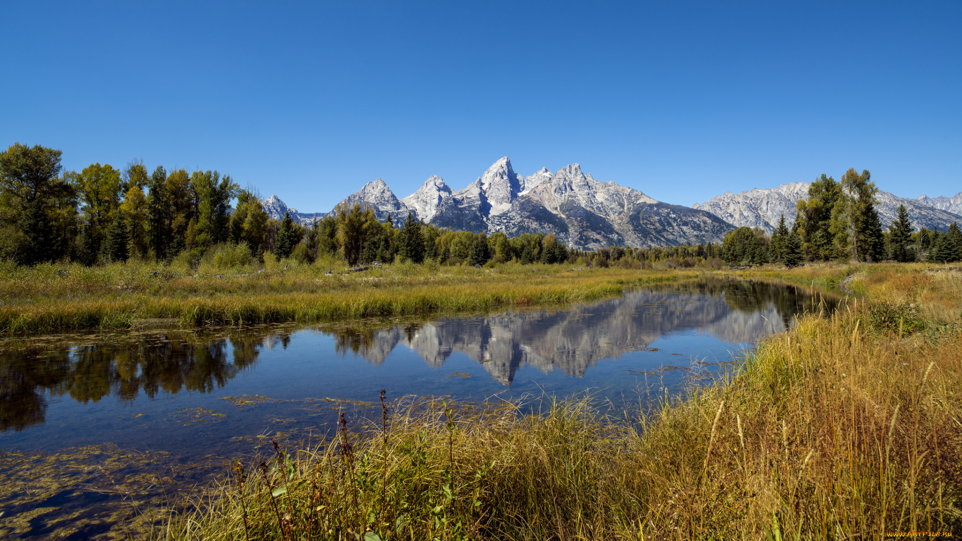 природа, реки, озера, река, лес