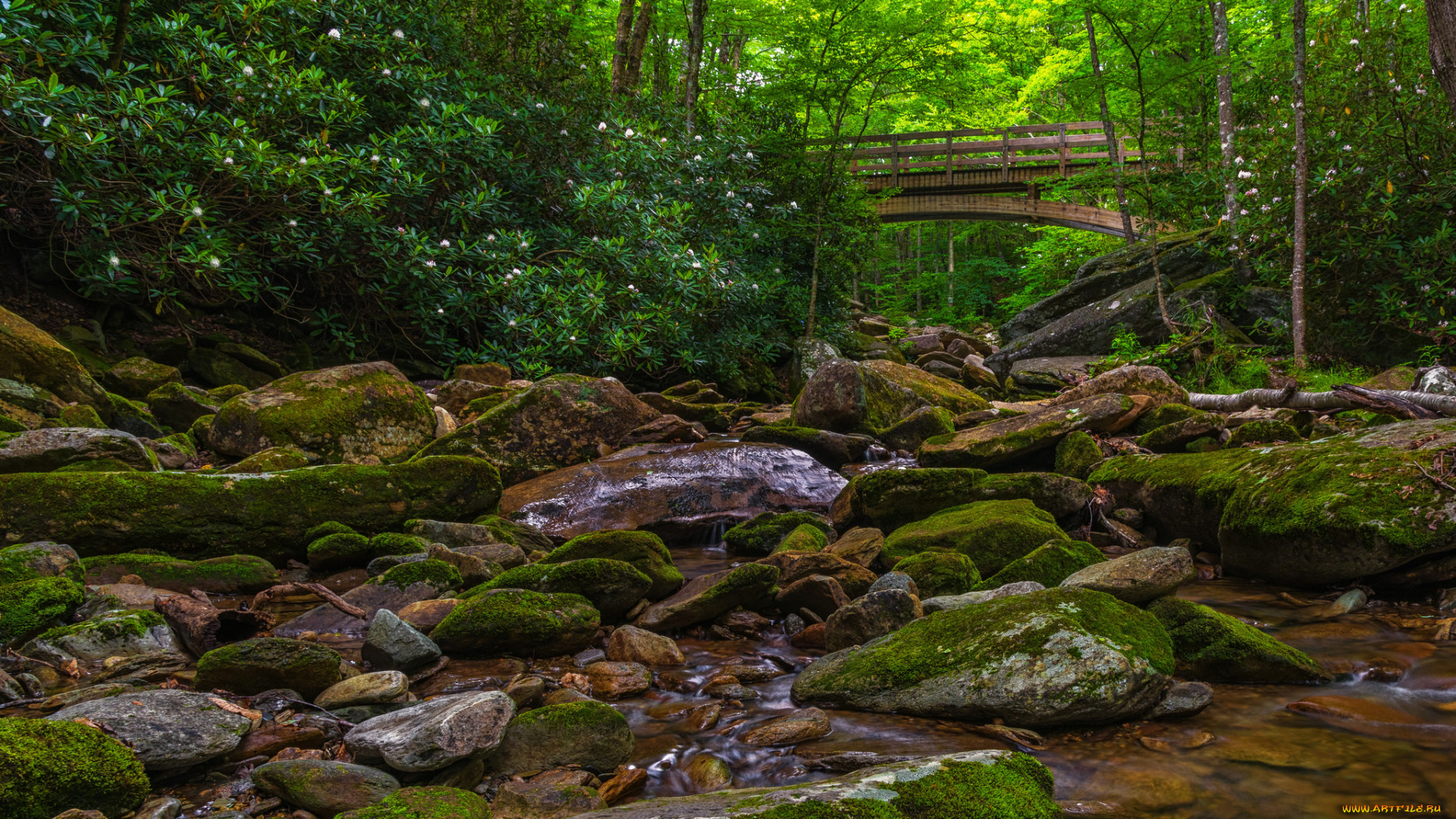 природа, реки, озера, река, лес