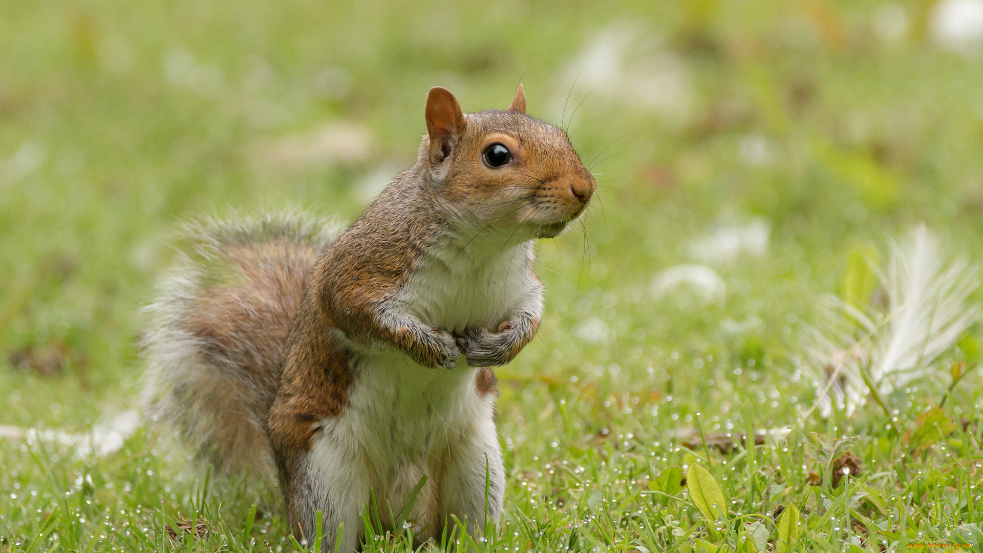 животные, белки, белка