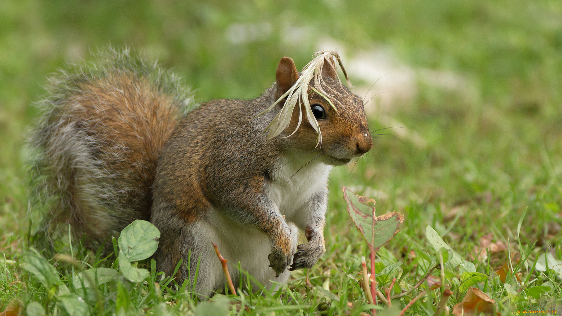животные, белки, белка