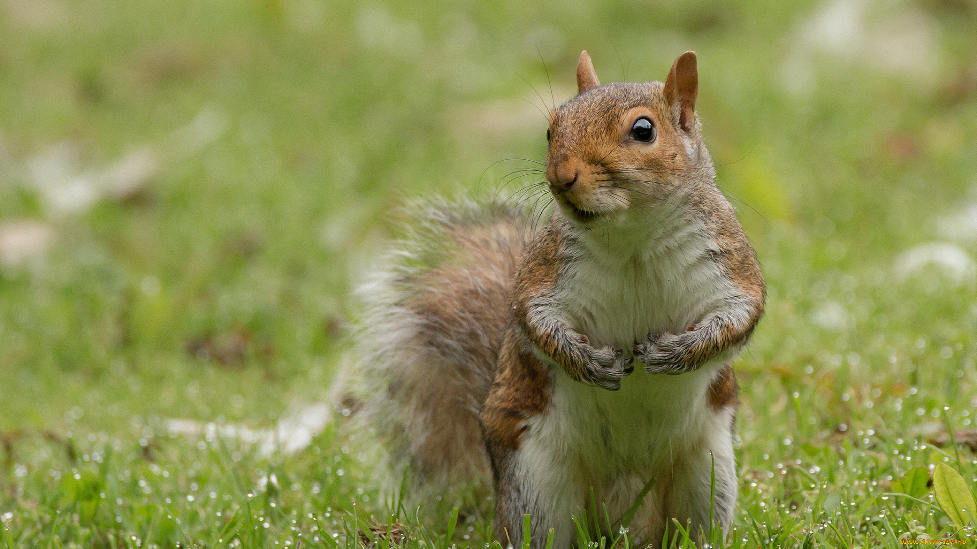животные, белки, белка