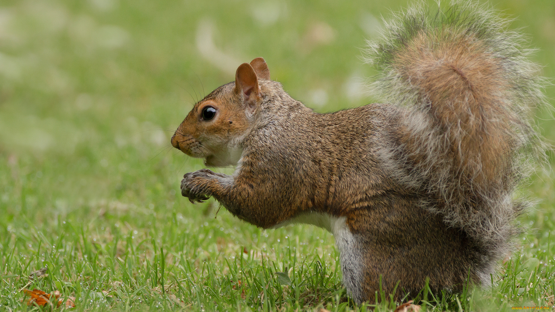 животные, белки, белка