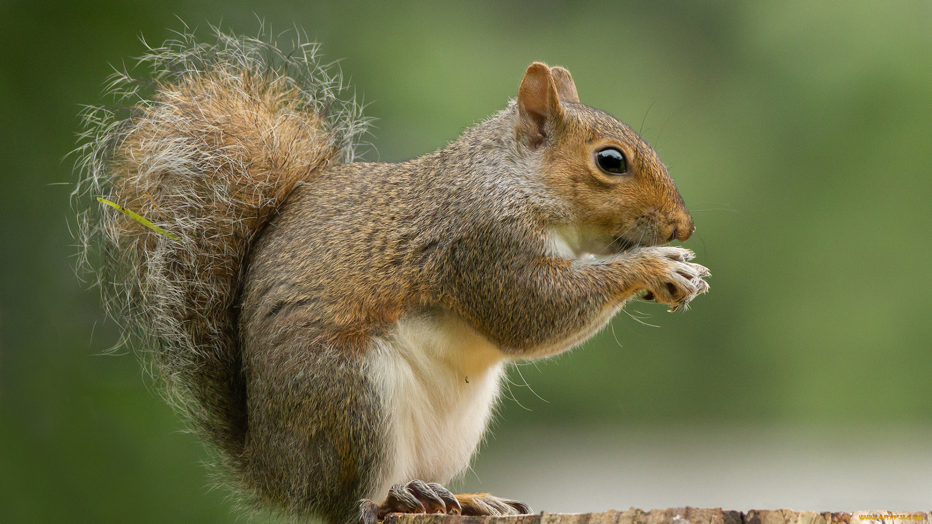 животные, белки, белка