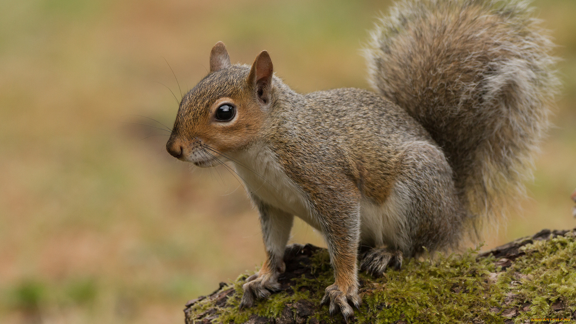 животные, белки, белка