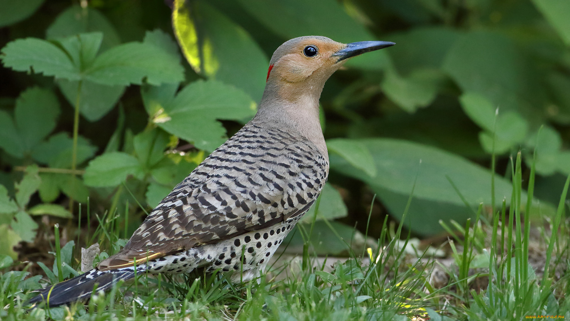 животные, дятлы, птичка