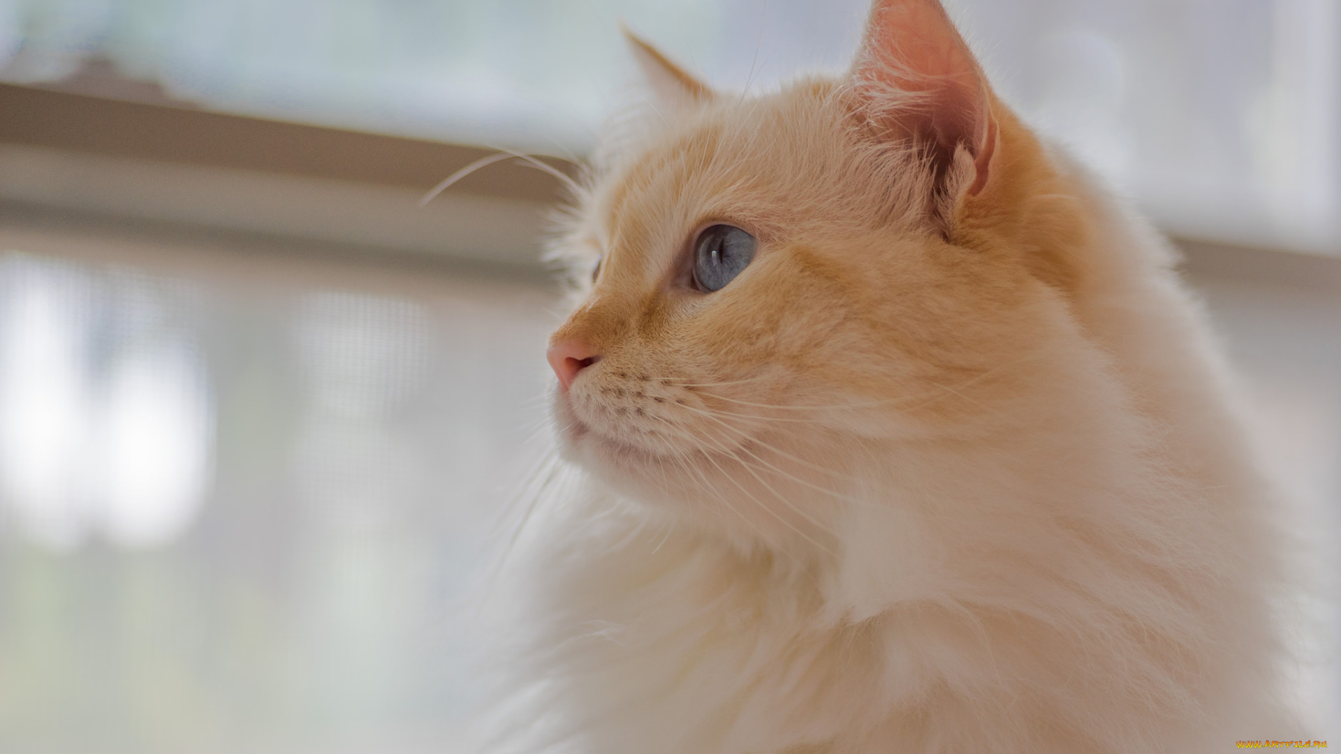 животные, коты, пушистая, мордочка, портрет, взгляд, кошка