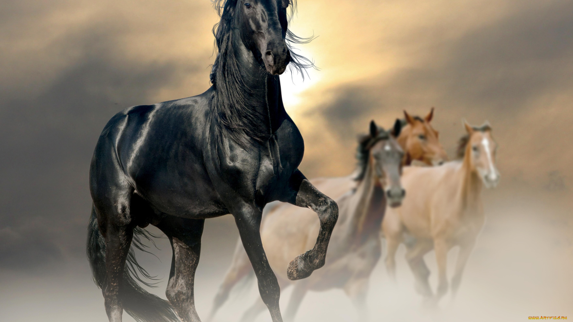 животные, лошади, закат, жеребец, конь, вороной
