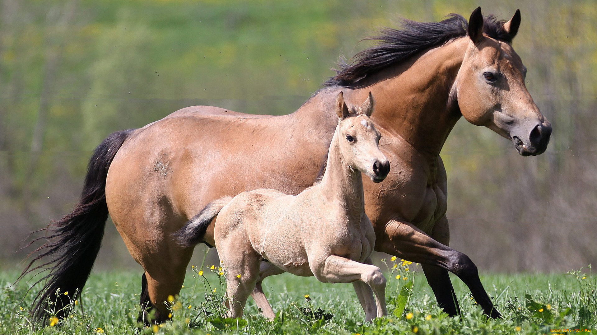 животные, лошади, жеребенок