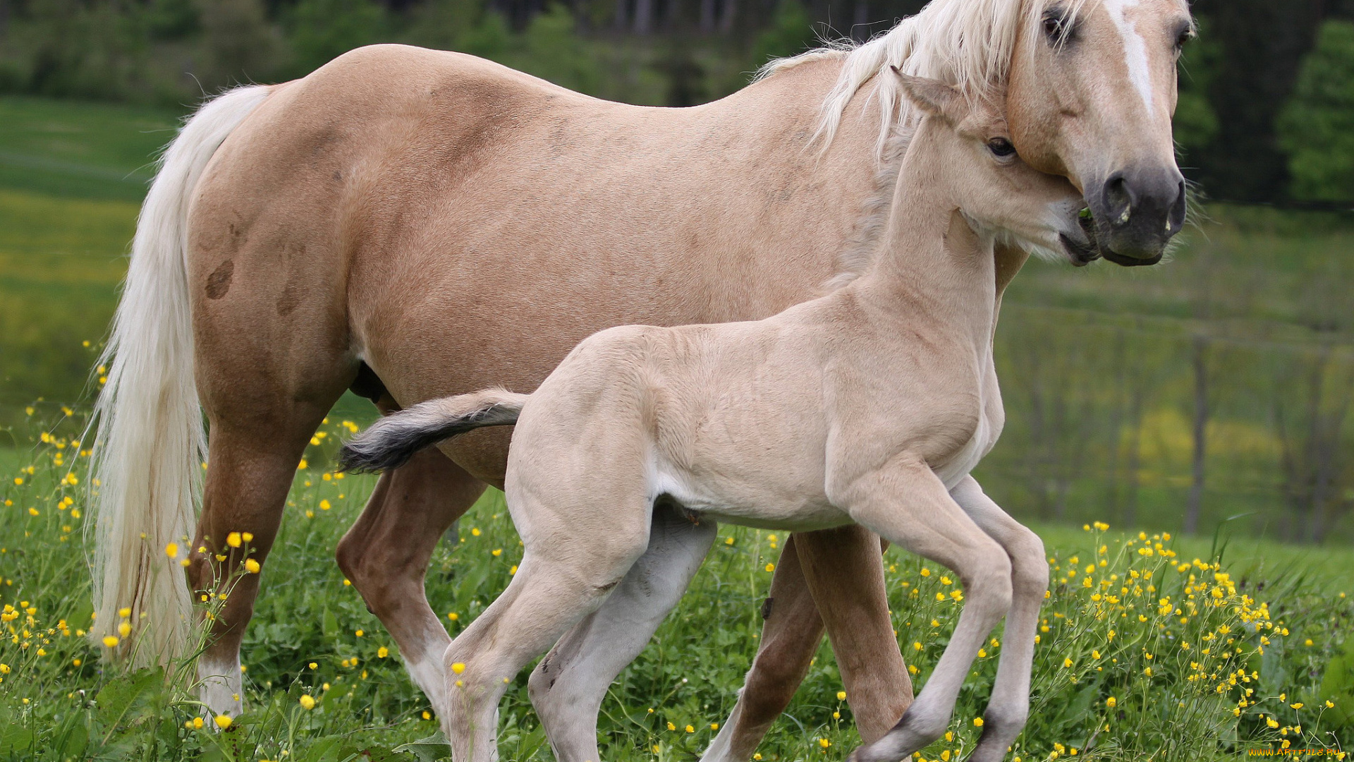 животные, лошади, жеребенок