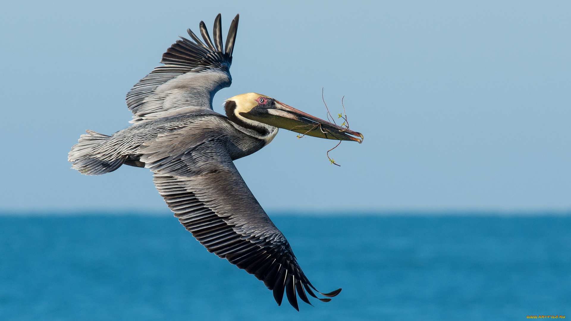 животные, пеликаны, птичка