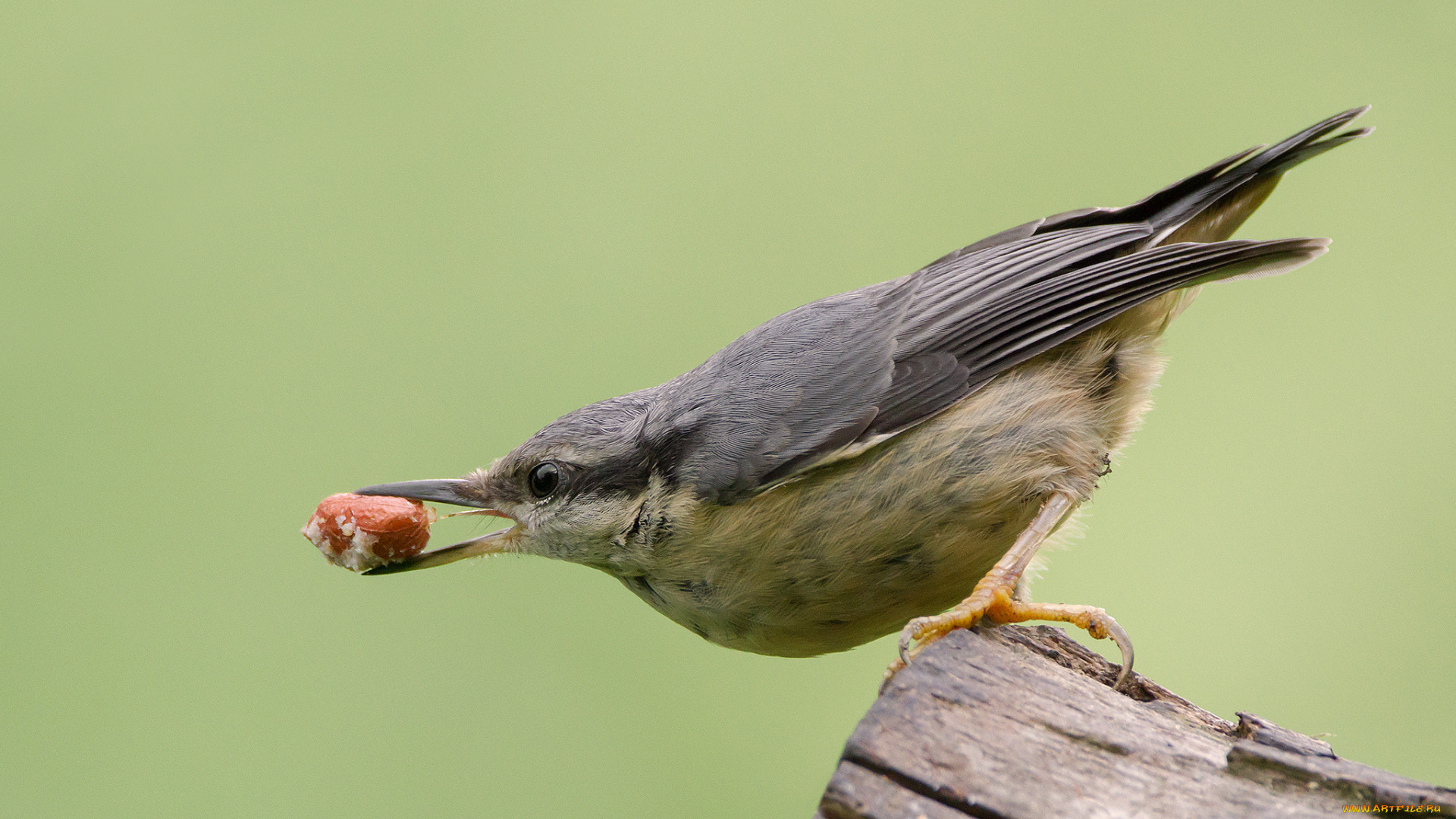 животные, поползни, птичка