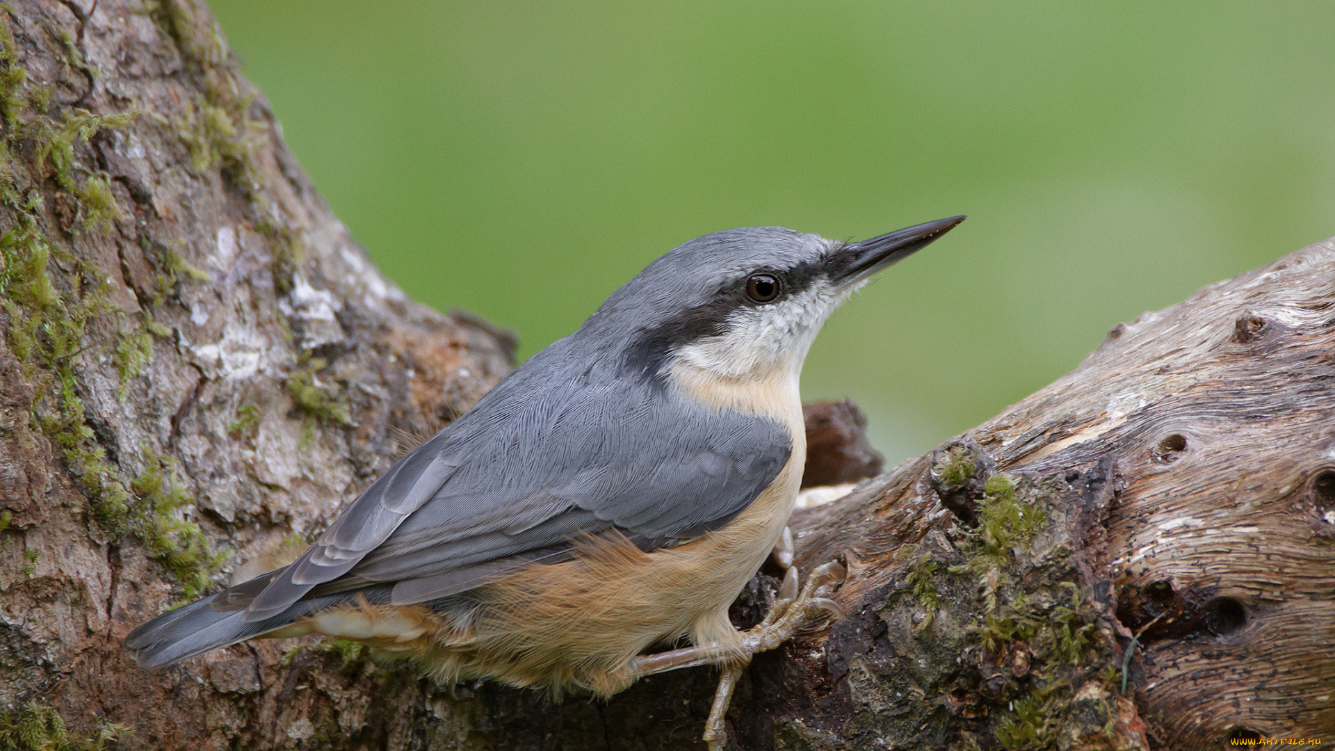 животные, поползни, птичка