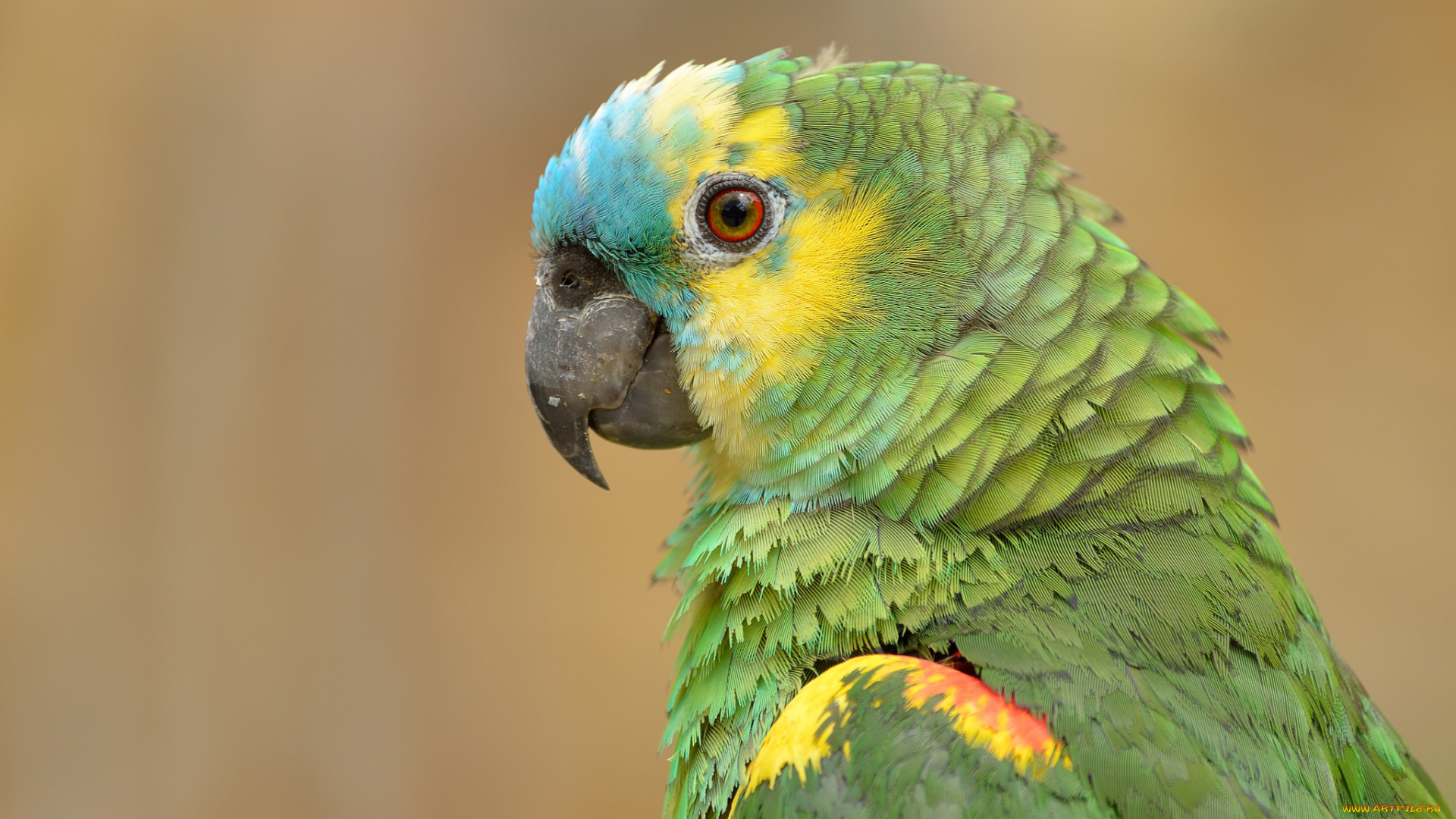 животные, попугаи, птичка