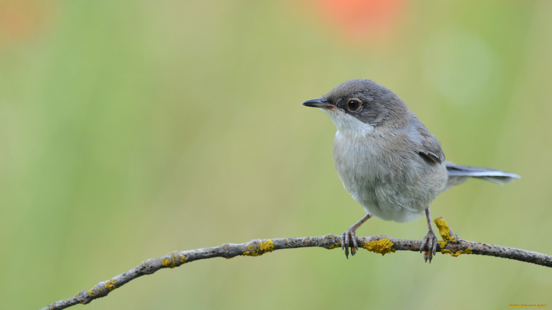 животные, птицы, птичка