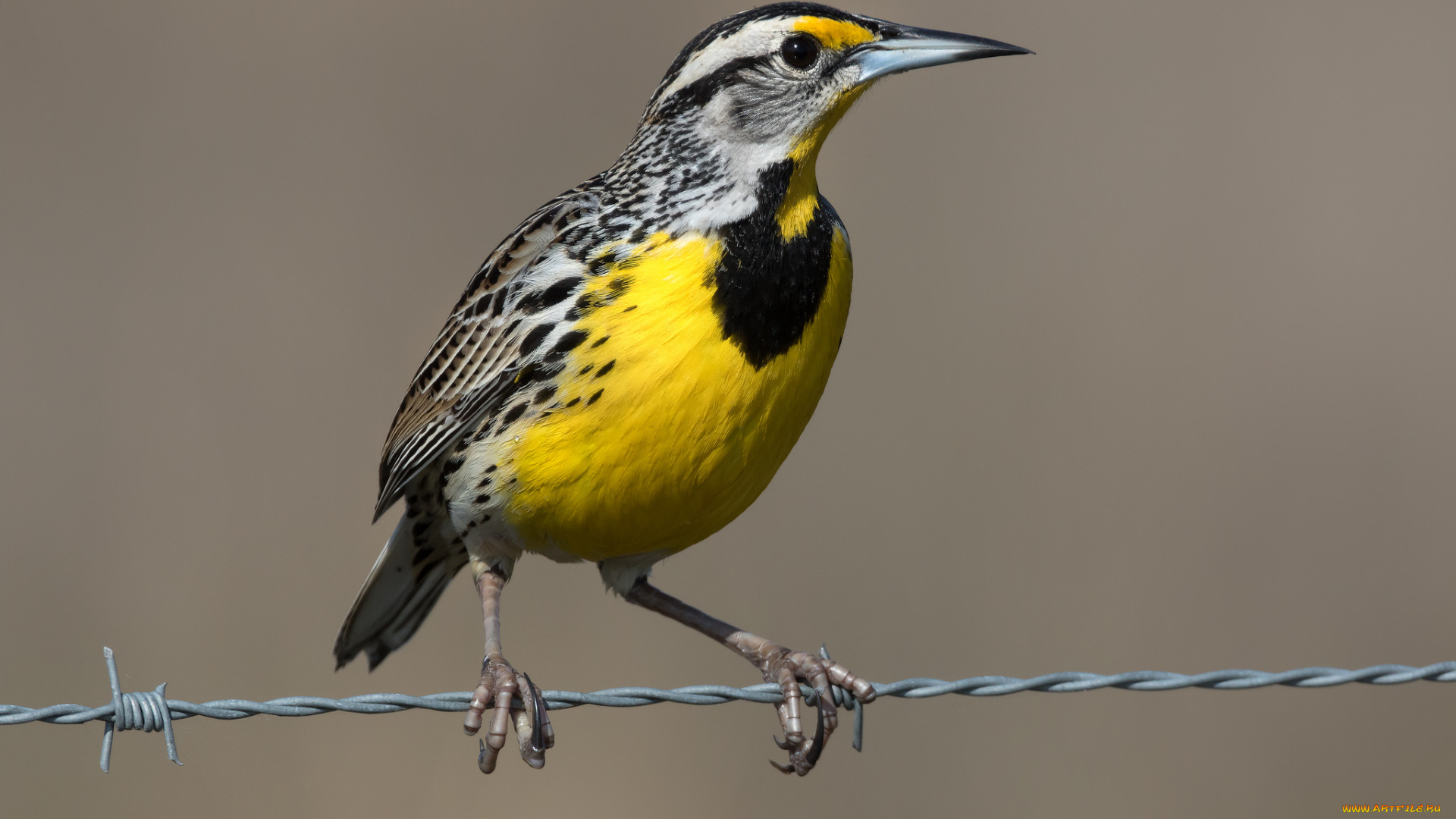 животные, птицы, птичка