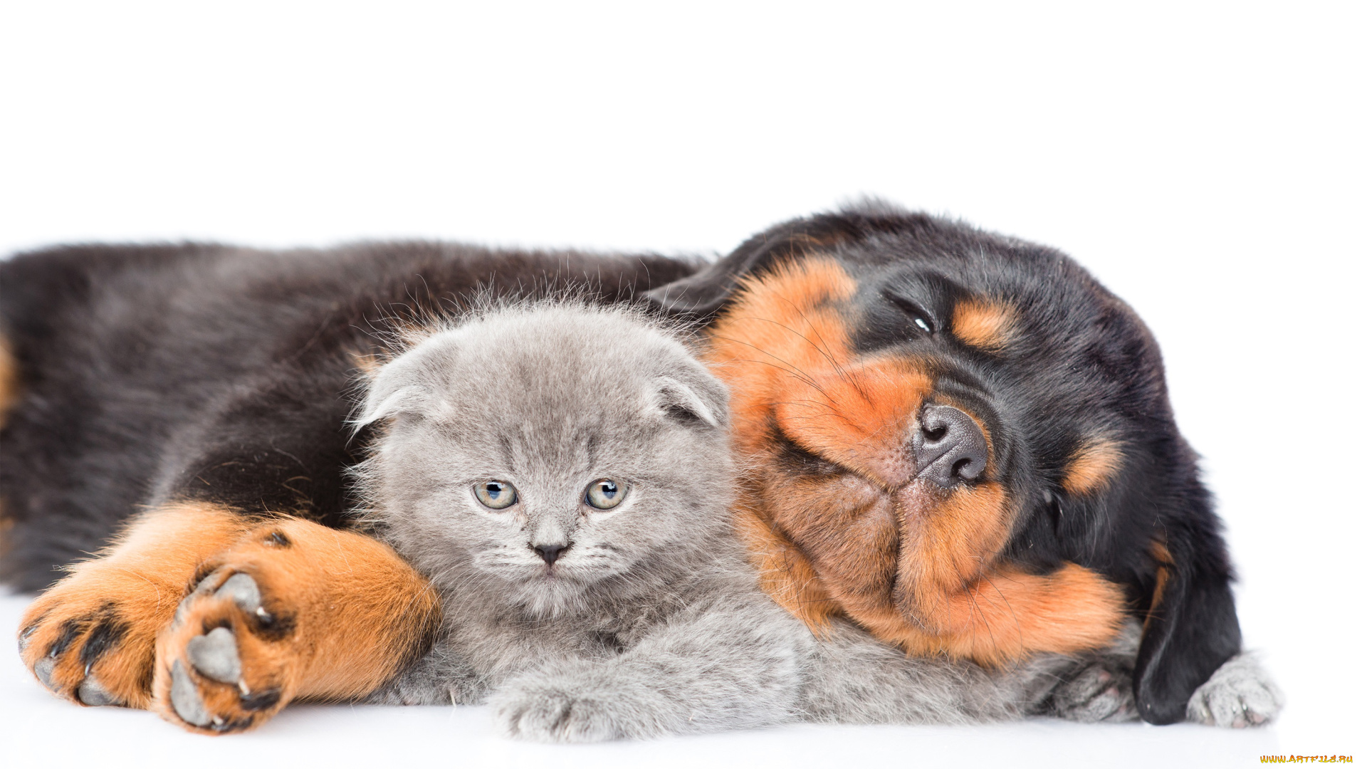 животные, разные, вместе, cat, dog, котенок, kittens, ротвейлер, щенок