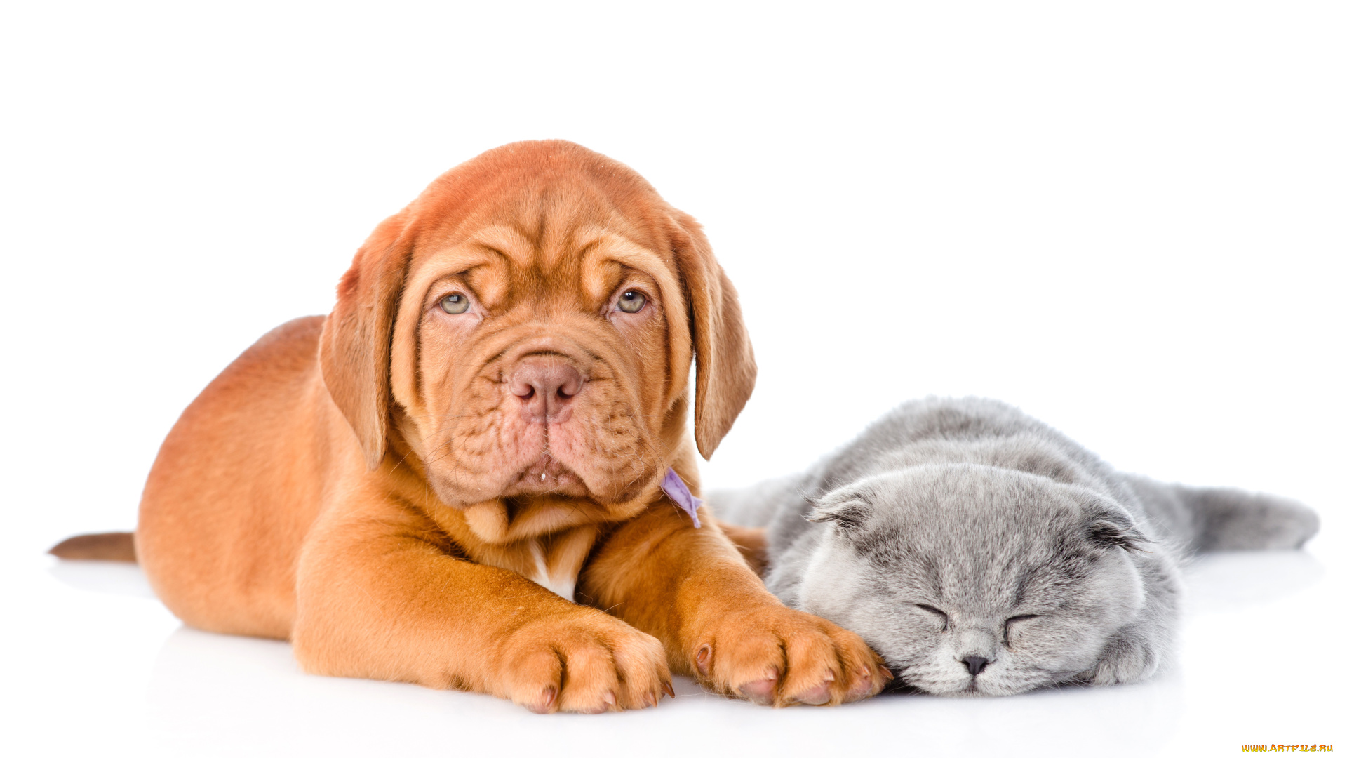 животные, разные, вместе, dog, cat, kitten, puppy, кошка, бордоский, дог