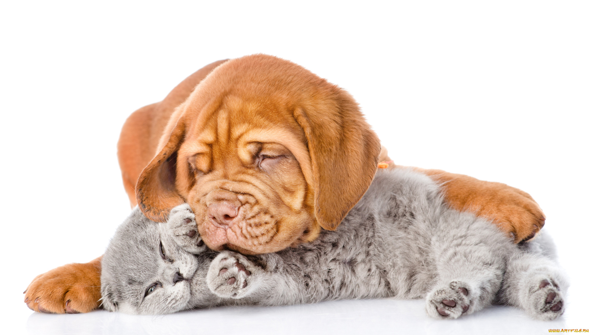 животные, разные, вместе, собака, kittens, кошка, cat, бордоский, дог, dog