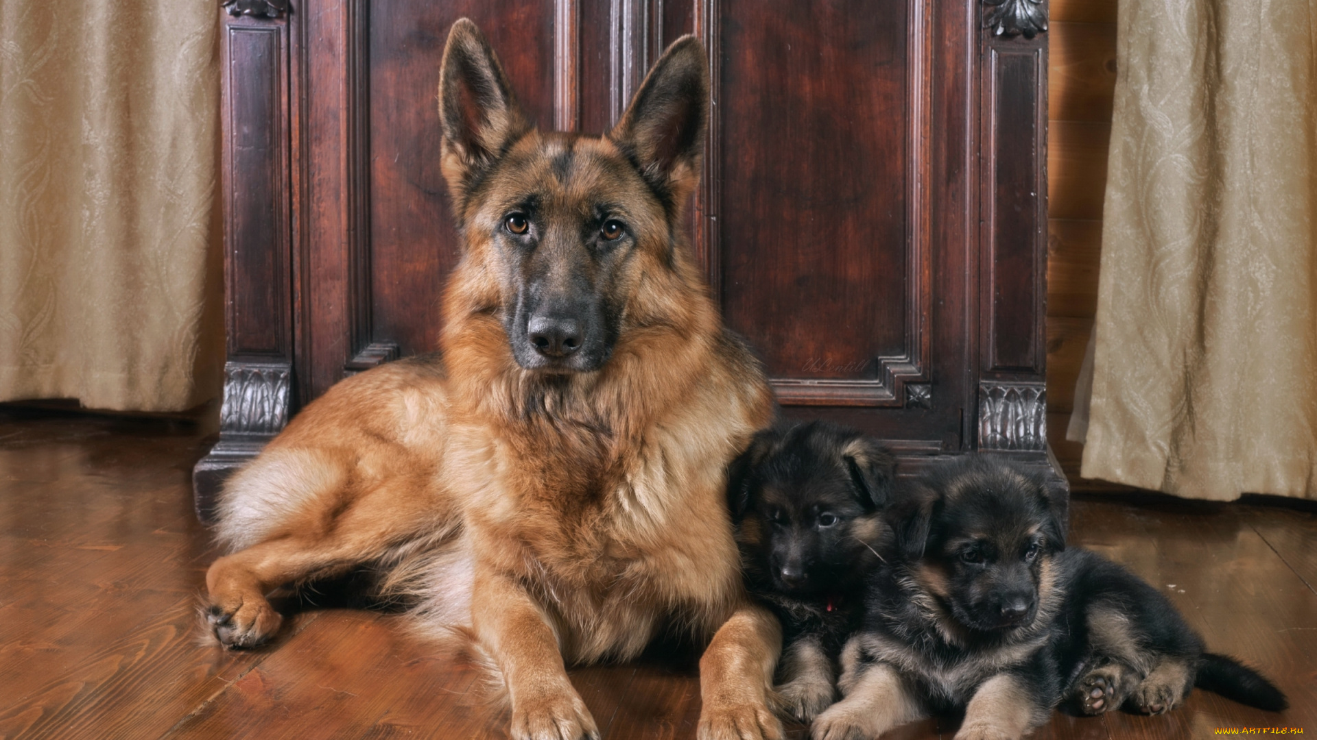 животные, собаки, немецкая, овчарка, щенки, мама, семья