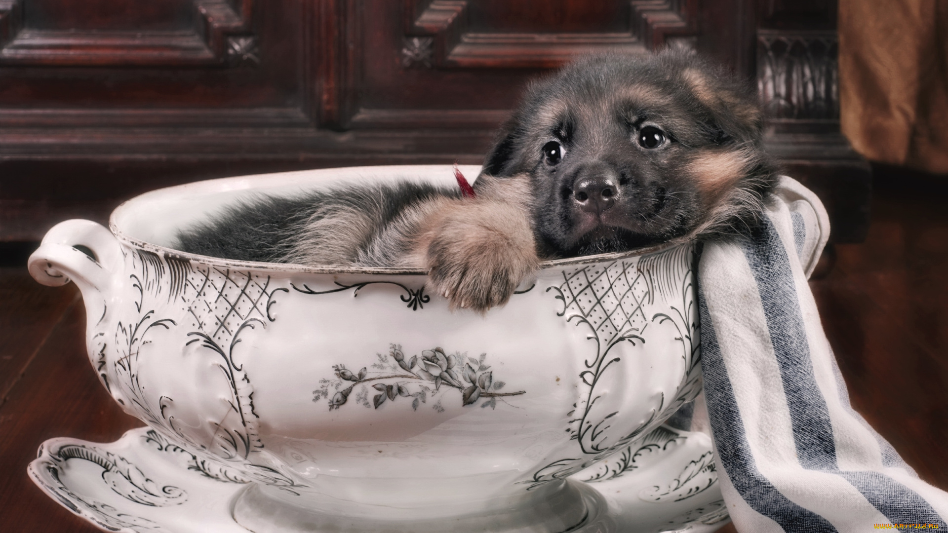 животные, собаки, немецкая, овчарка, щенок, супница, милый