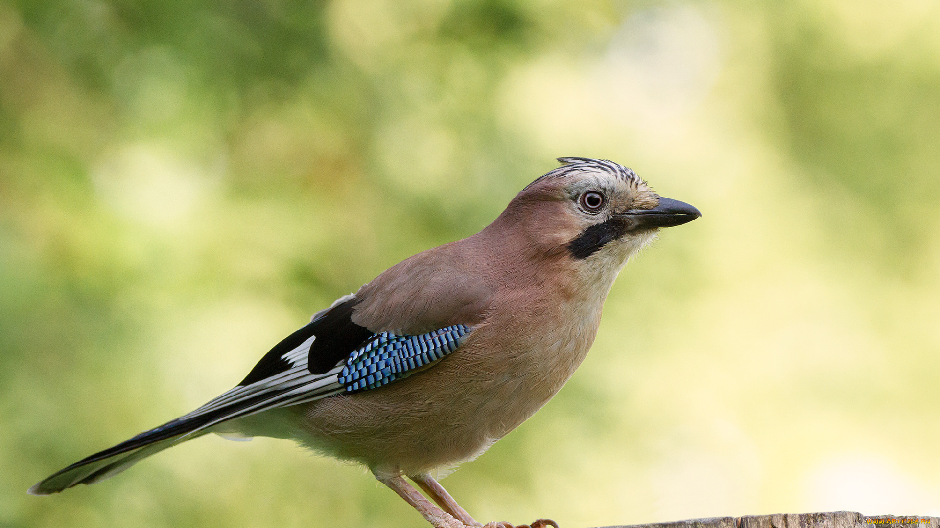 животные, сойки, птичка