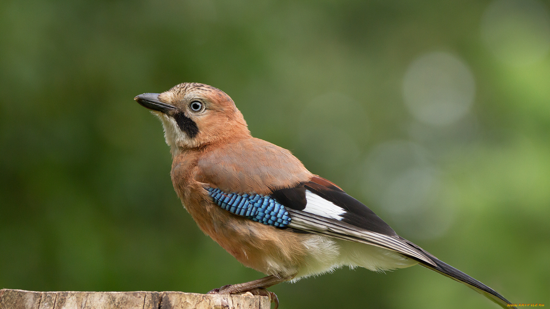 животные, сойки, птичка