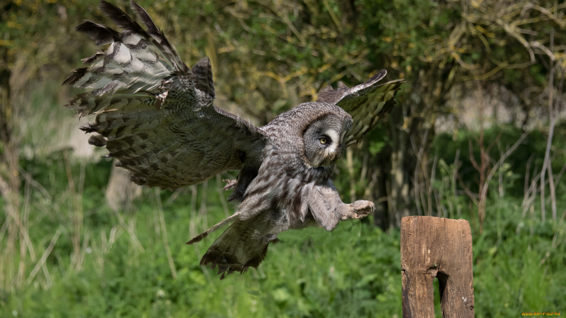 животные, совы, птичка