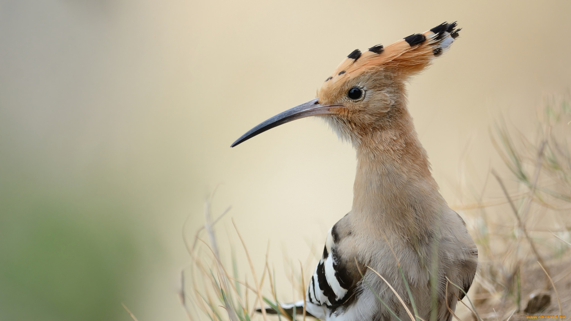 животные, удоды, птичка