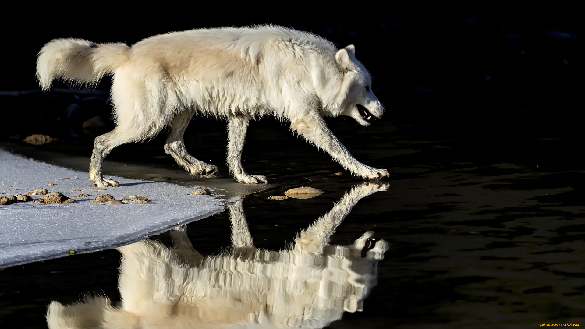 животные, волки, , койоты, , шакалы, волк