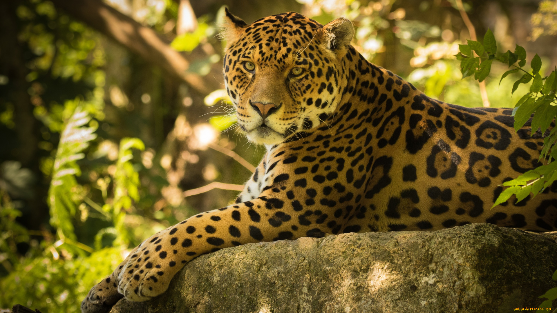 животные, Ягуары, дикая, кошка, ягуар, камень, взгляд