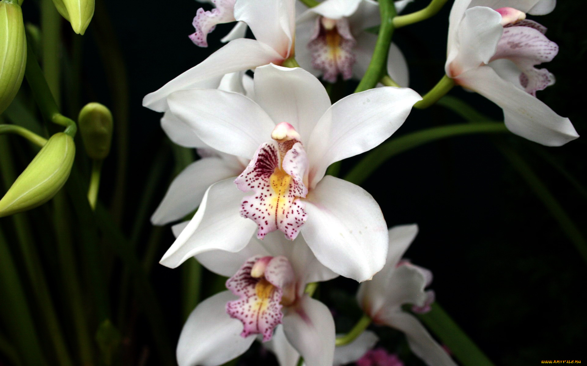 цветы, орхидеи, экзотика