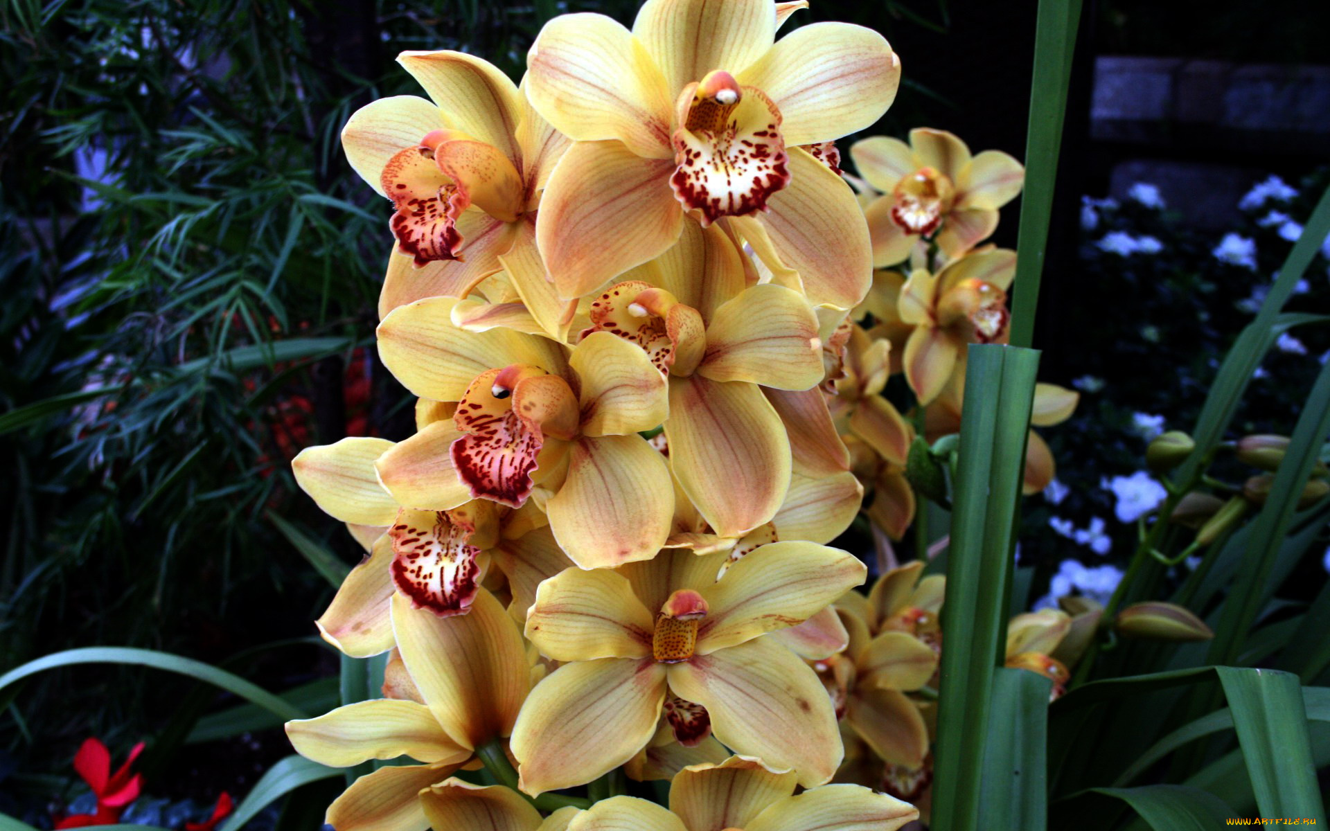 цветы, орхидеи, экзотика