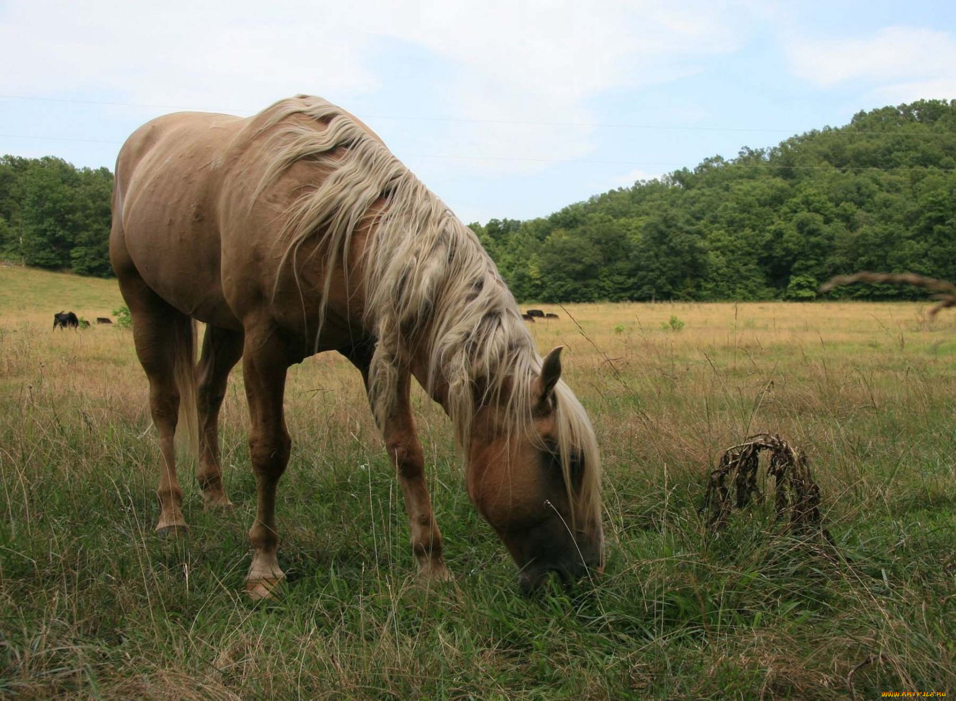 животные, лошади, луга, трава, конь, лошадь