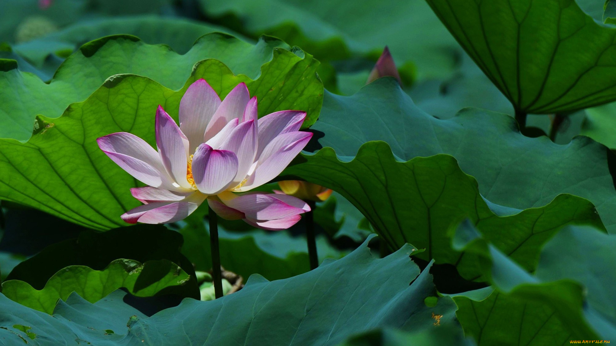 цветы, лотосы, фон, лепестки