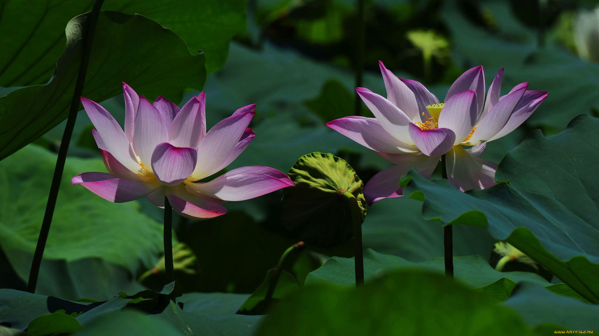 цветы, лотосы, фон, лепестки