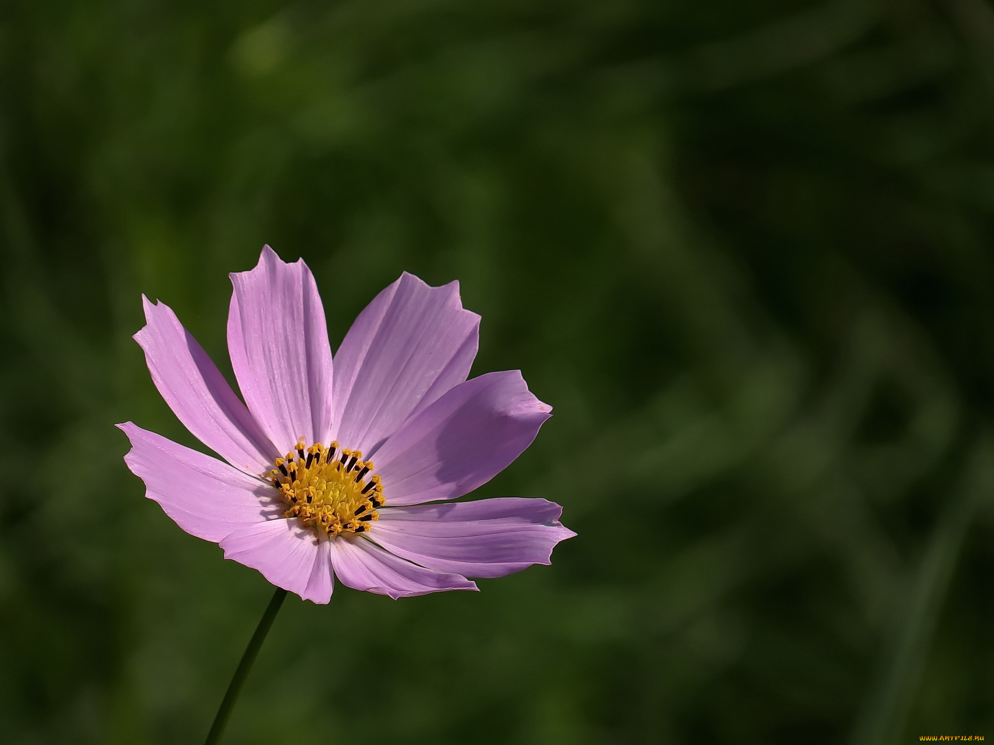 цветы, космея, фон, лепестки