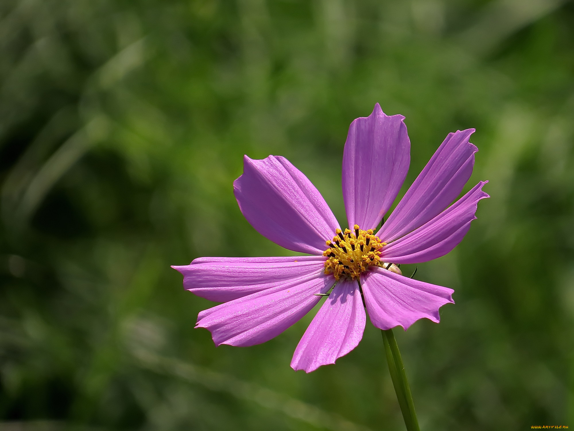 цветы, космея, лепестки, фон