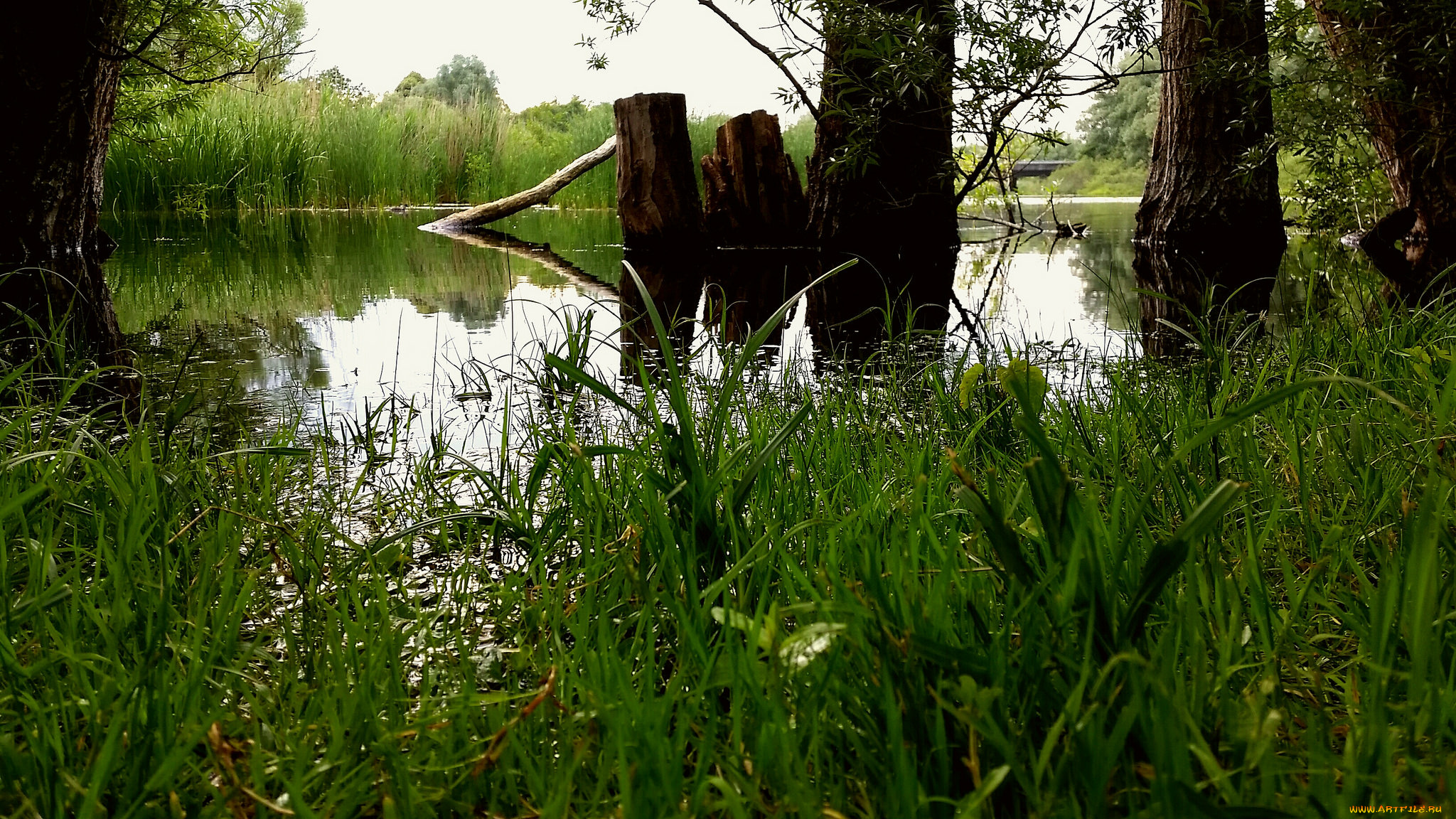 природа, реки, озера, река, лес