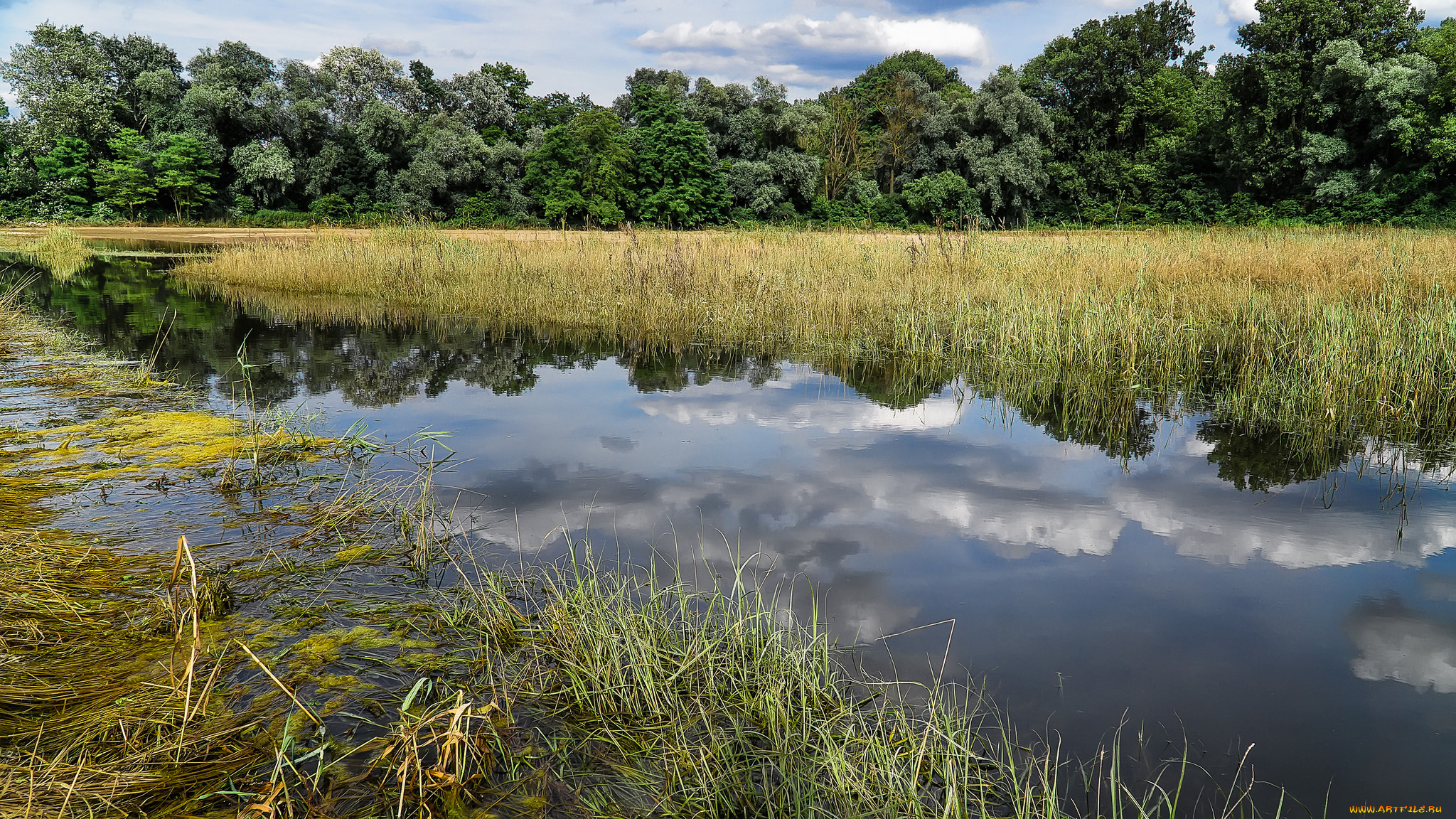 природа, реки, озера, река, лес