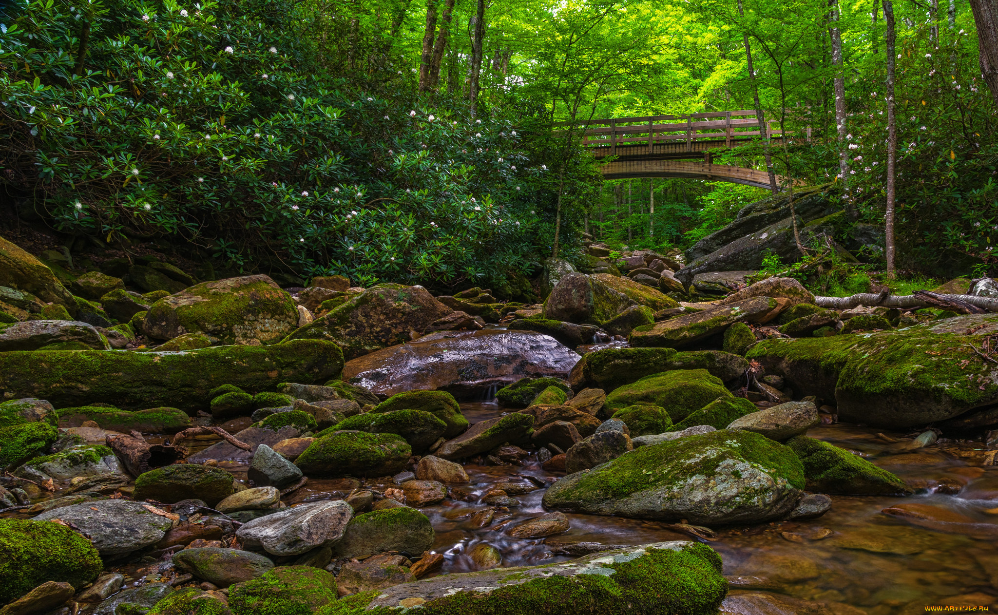 природа, реки, озера, река, лес