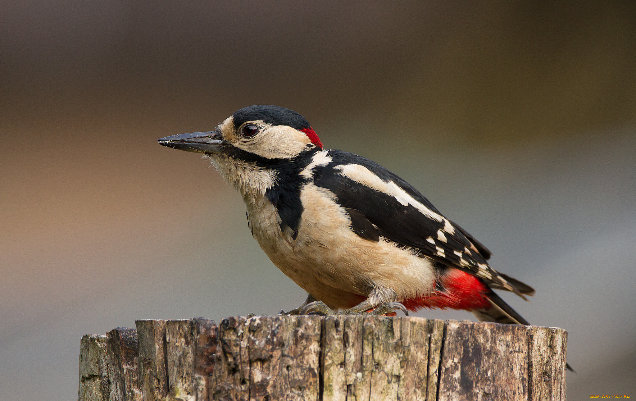 животные, дятлы, птичка