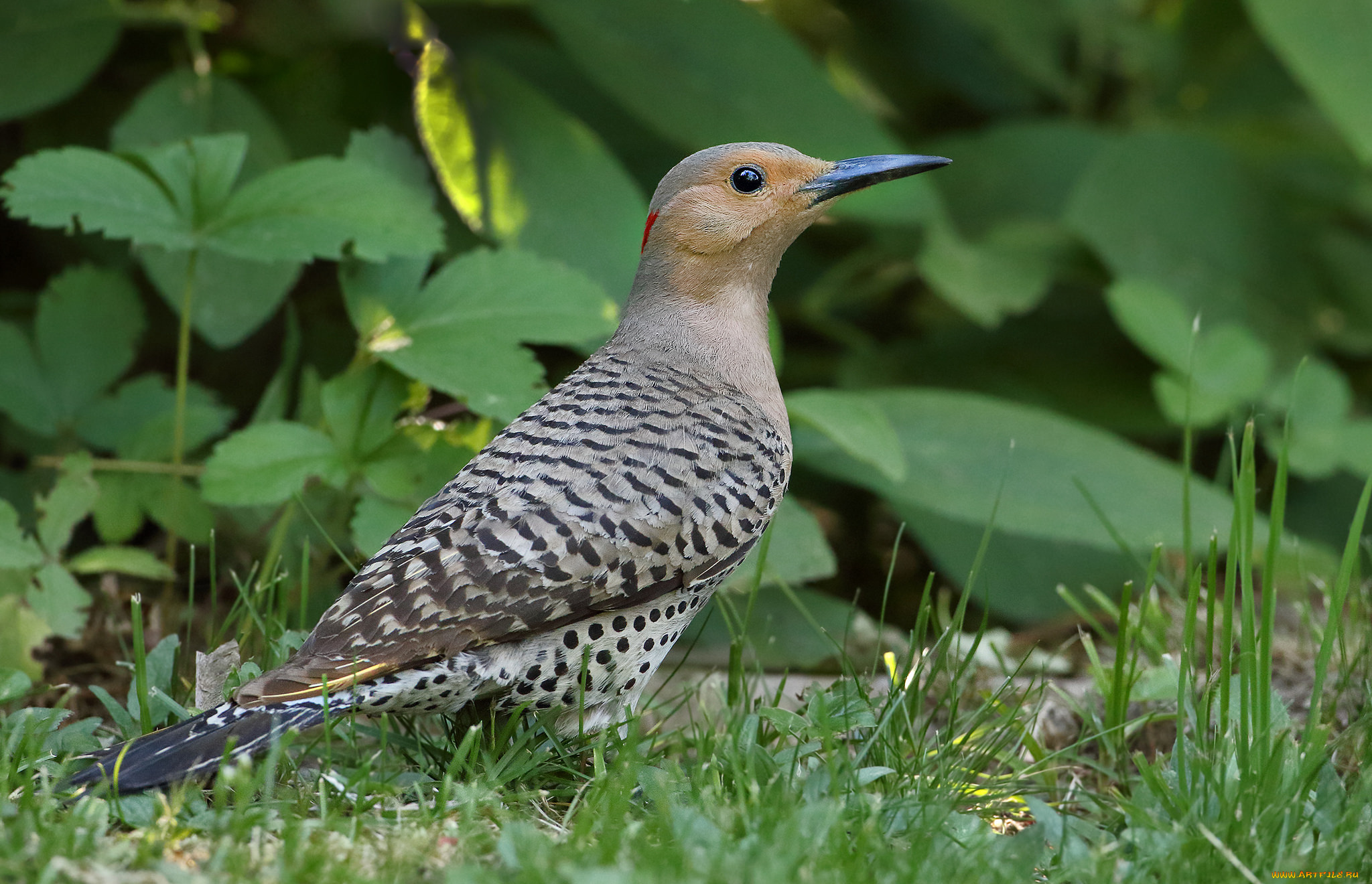 животные, дятлы, птичка