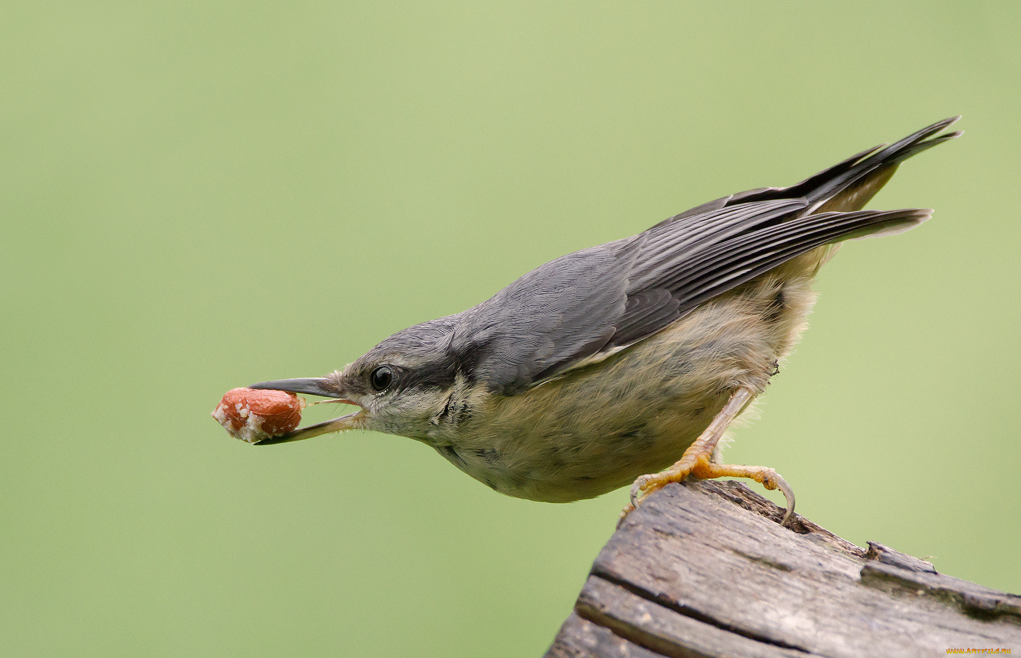 животные, поползни, птичка