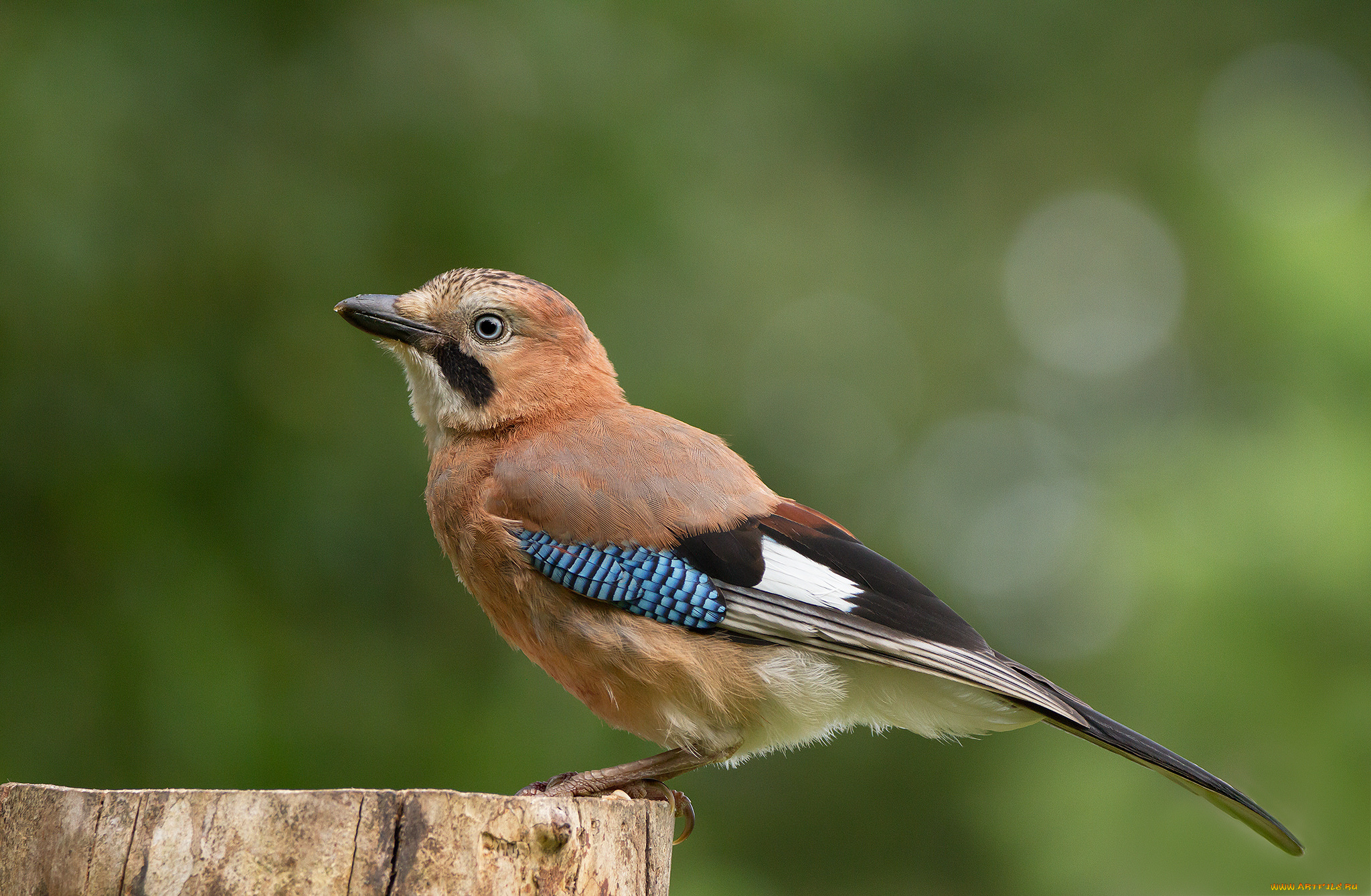 животные, сойки, птичка