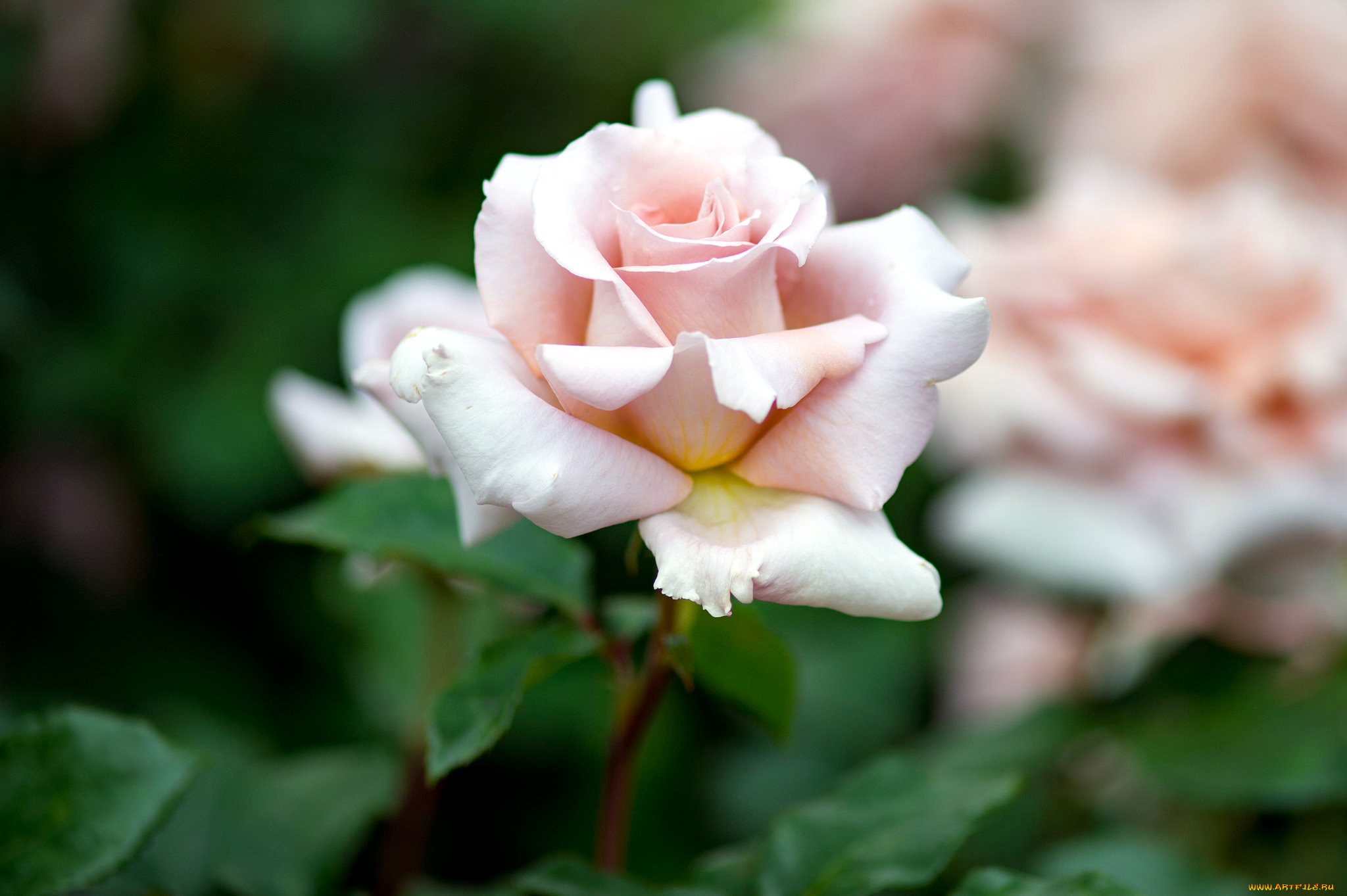 цветы, розы, бутон, нежный